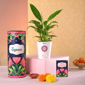 Peace Lily Diwali Gift