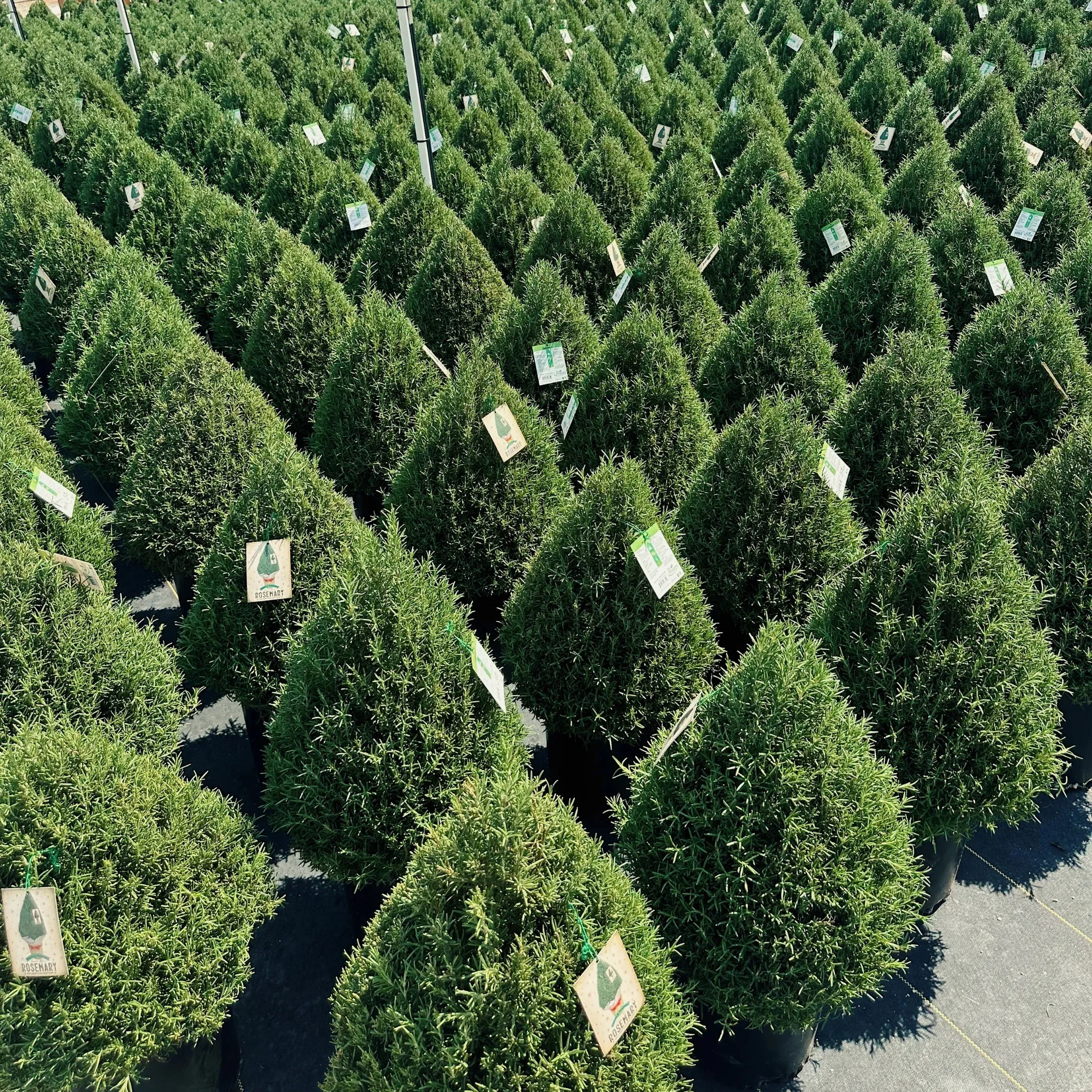 Rosemary Christmas Tree