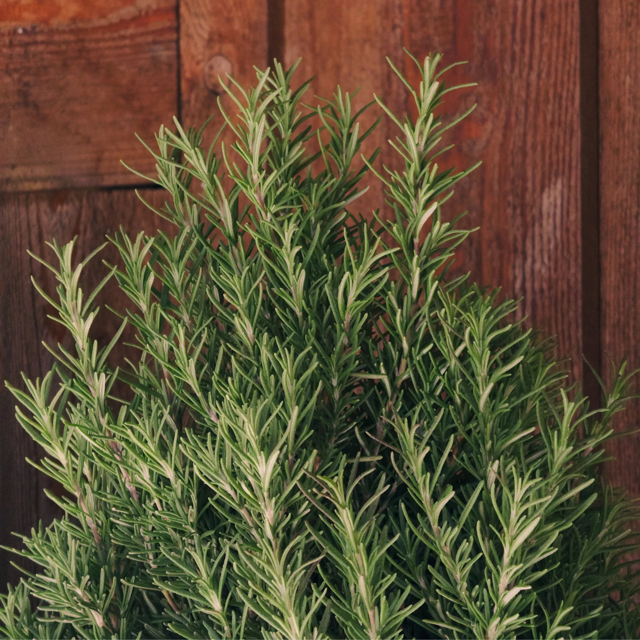 Rosemary Christmas Tree